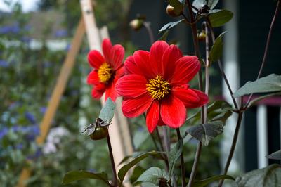 1037_redFlower.jpg