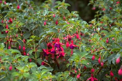 1041_pplRedFlower.jpg