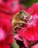 syrphe