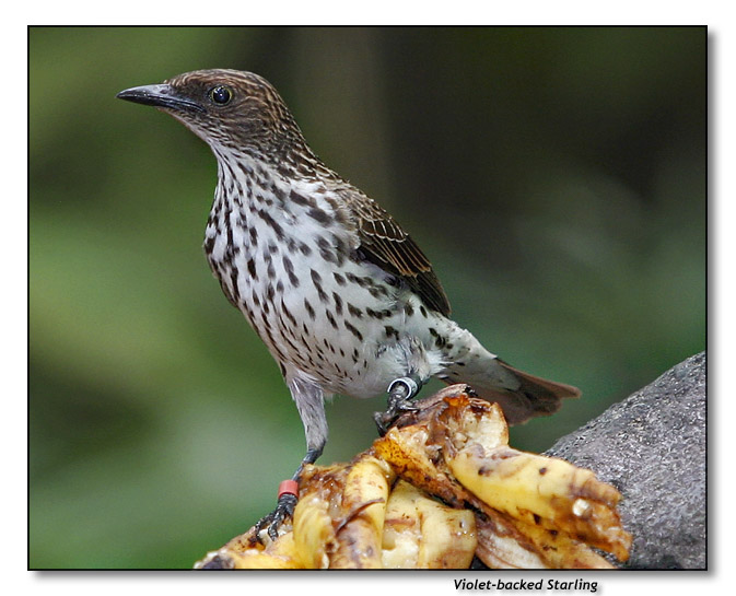 Violet-backed Starling  (female)