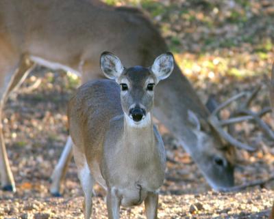 Doe.jpg