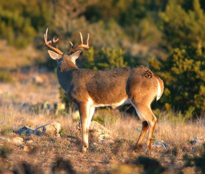 First-Light-HIHB.jpg