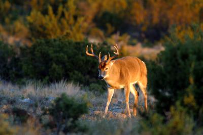 First-Morning-Buck.jpg