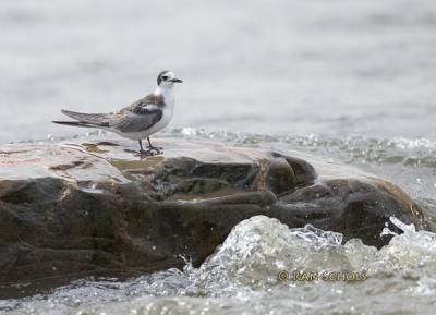 Zwarte Stern - Black Tern