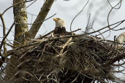 Eagle's nest, Starr's Pt.