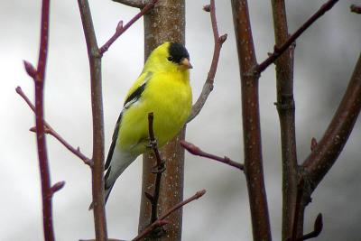 Am. Goldfinch, Starr's Pt.