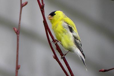 Am. Goldfinch 2, Starr's Pt.