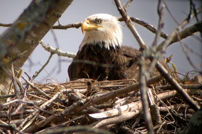 Eagle's nest 3