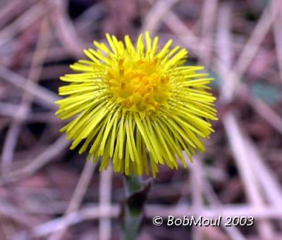 Coltsfoot -N