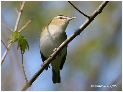Red-Eyed Vireo