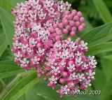 SwampMilkweed-N