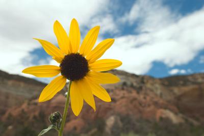 Sunflower @ Natural Ampitheatre