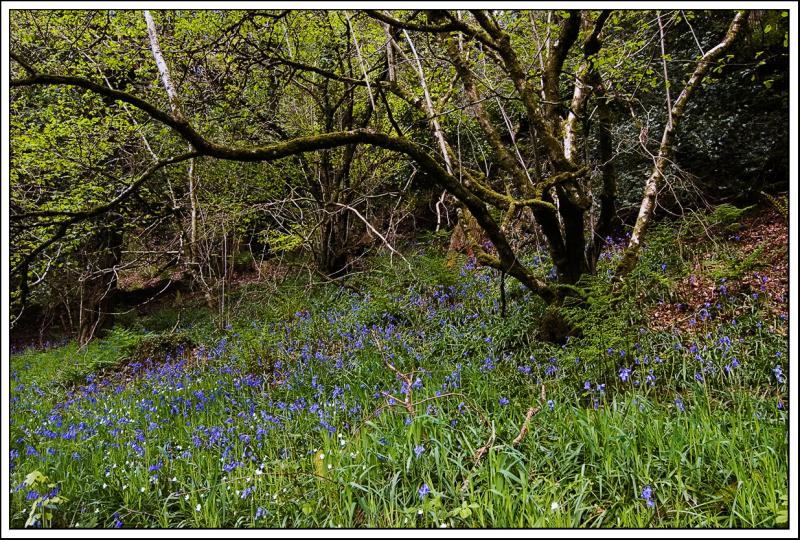 Under spreading branches