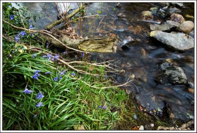 Bluebells and Moving Water, Sticklepath