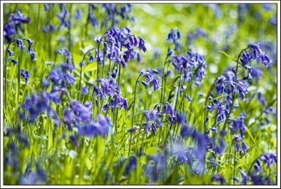 Sunlit bluebells