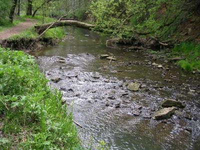 Creek leading to the Enchanted Forest