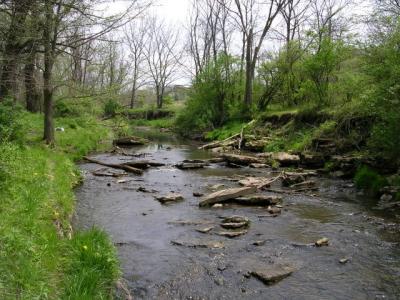 Last view of the Rountree Branch