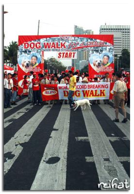 dogwalk1.jpg