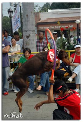 PCCI: Dog Walk for a Cause