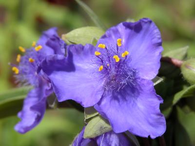 SpiderWort