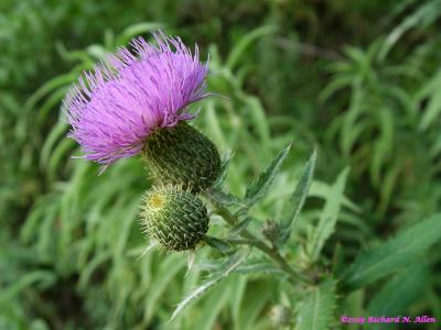 Tall thistle