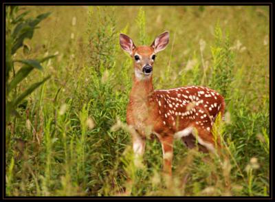 JPG SB2 Fawn1 DSC_0842.jpg