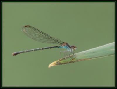 JPG SB2 Damsel Fly DSC_0996.jpg