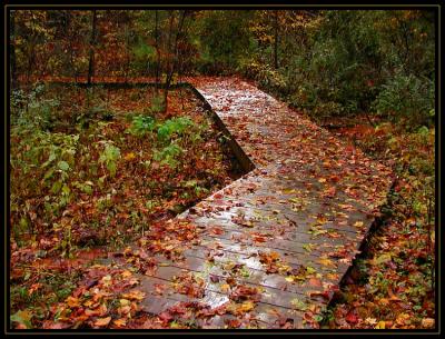 Boggy Bottom.jpg
