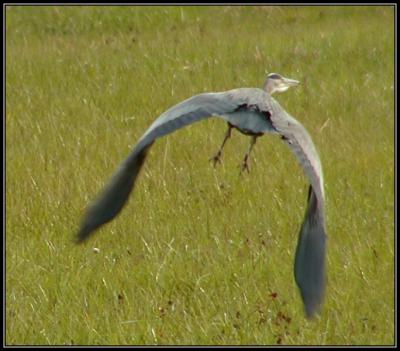 Heron 045.jpg