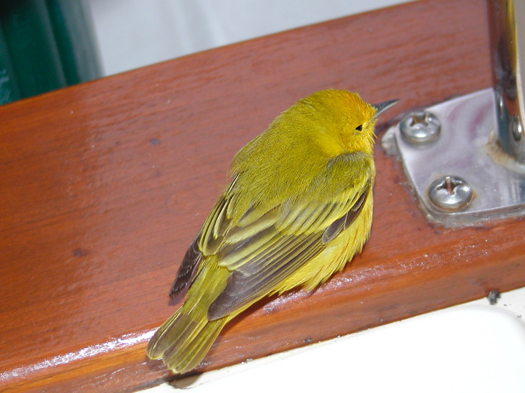 JPG CS Finch P5013346.jpg