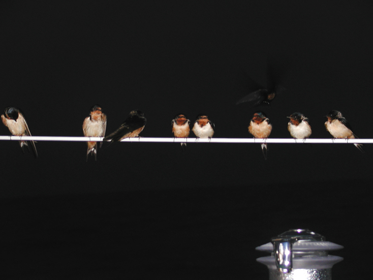 JPG CS Railbirds P5013373.jpg