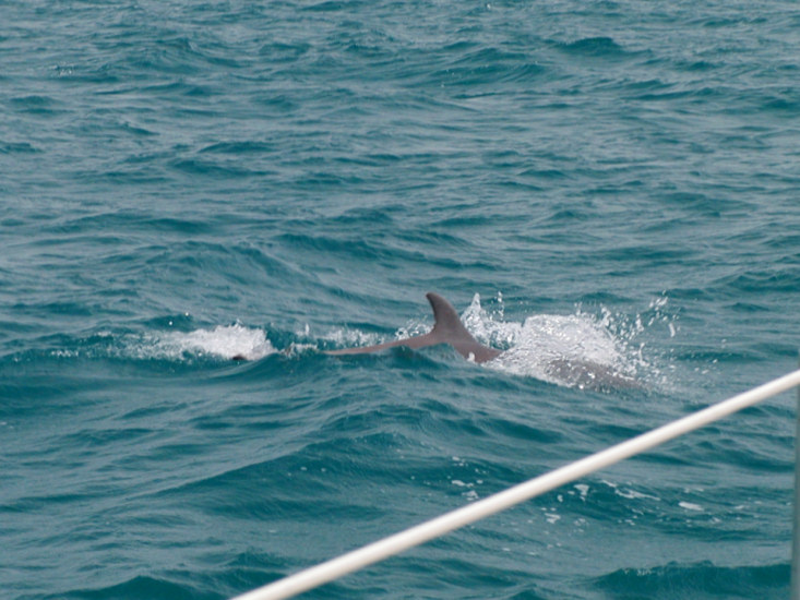 JPG CS dolphin P5043551.jpg