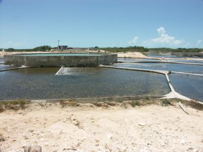 at the conch farm: holding tanks for 2-year old conch