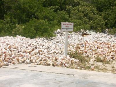 mountain of throw-away conch shells