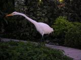very tall egret-like bird in the sands hotel garden