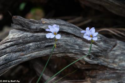 Blue-Eyed Grass