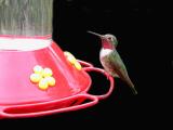 Broad-Tailed Male