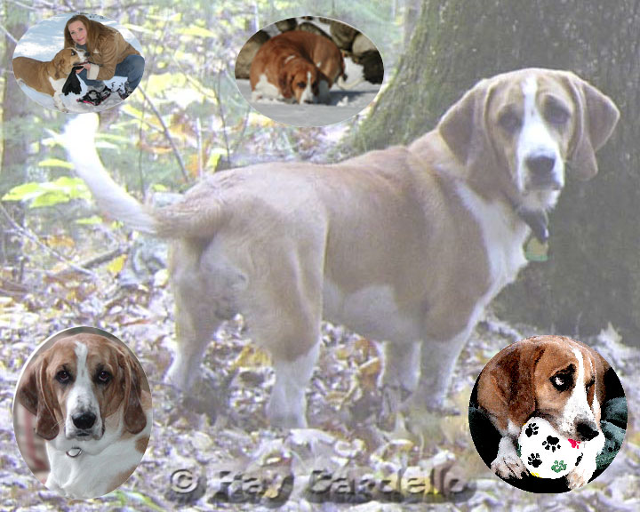 Murfie Collage