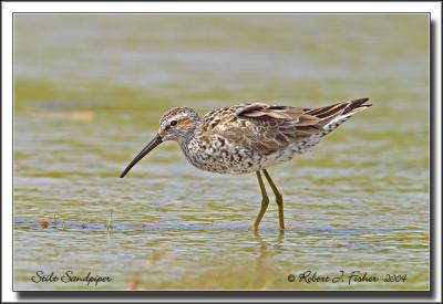 Stilt Sandpiper