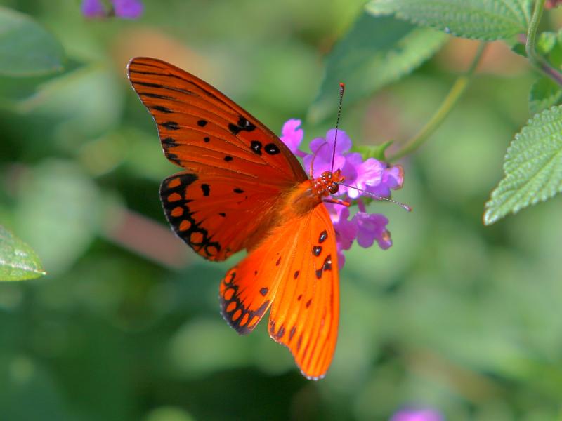 Just another butterfly