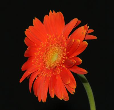 Orange Gerberas