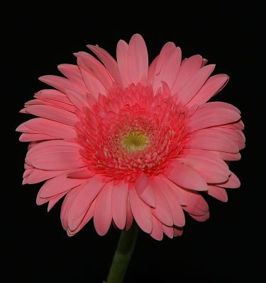 Pink Gerberas