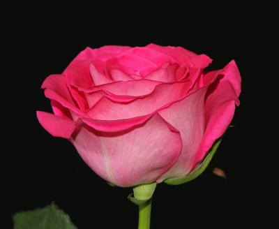 u18/rldeansr/medium/43115742.rose1.jpg