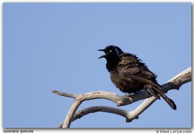 Quiscale bronzé / Common Grackle
