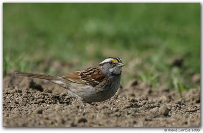 Bruant  gorge blanche / White-Throated Sparrow