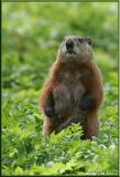 Marmotte / Woodchuck