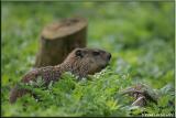 Marmotte / Woodchuck