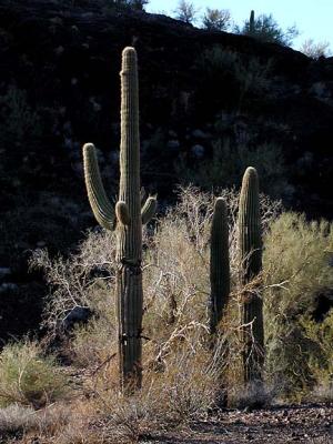 Sugaro Cactus