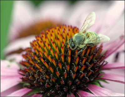 Bee on Coneflower