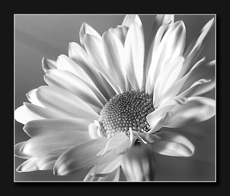 Daisy Monochrome